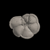 Foraminifera, Menardella menardii (Parker, Jones and Brady, 1865)