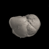 Foraminifera, Globorotalia tumida (Brady, 1877)
