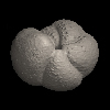 Foraminifera, Truncorotalia crassaformis （Galloway and Wissler, 1927)