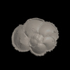 Foraminifera, Menardella fimbriata (Brady, 1884)