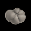 Foraminifera, Menardella fimbriata (Brady, 1884)