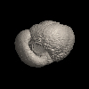 Foraminifera, Globoconella inflata praeinflata (Maiya, Saito, and Sato, 1976)