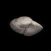Foraminifera, Hirsutella hirsuta (d'Orbigny, 1839)