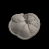 Foraminifera, Globorotalia tumida (Brady, 1877)