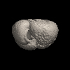 Foraminifera, Globoconella inflata praeinflata (Maiya, Saito, and Sato, 1976)