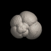 Foraminifera, Neogloboquadrina dutertrei （d'Orbigny, 1839）