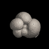 Foraminifera, Globigerinella shiphonifera (d'Orbigny, 1839)