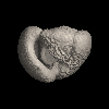 Foraminifera, Globoconella inflata (d'Orbigny, 1839)