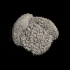 Foraminifera, Globoconella inflata (d'Orbigny, 1839)
