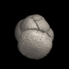 Foraminifera, Globigerinoides conglobatus (Brady, 1879)
