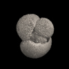 Foraminifera, Sphaeroidinella dehiscens (Parker & Jones, 1865)