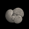 Foraminifera, Sphaeroidinella dehiscens (Parker & Jones, 1865)