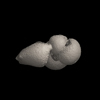 Foraminifera, Globigerinoides sacculifer (Brady, 1877)
