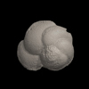 Foraminifera, Hirsutella margaritae （Bolli and Bermudez, 1965）
