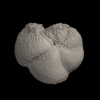 Foraminifera, Hirsutella margaritae （Bolli and Bermudez, 1965）