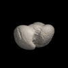 Foraminifera, Globoconella puncticulata (Deshayes, 1832)
