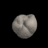 Foraminifera, Hirsutella scitula (Brady, 1882)
