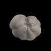 Foraminifera, Fohsella lobata (Bermudez, 1949)