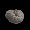 Foraminifera, Fohsella robusta (Bolli, 1950)