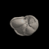 Foraminifera, Globorotalia flexuosa (Koch, 1923)