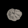 Foraminifera, Menardella multicamerata （Cushman and Jarvis, 1930）