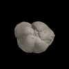 Foraminifera, Menardella praemenardii (Cushman and Stainforth, 1945)