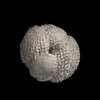 Foraminifera, Catapsydrax dissimilis (Cushman and Bermudez, 1937)