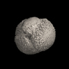 Foraminifera, Catapsydrax dissimilis (Cushman and Bermudez, 1937)