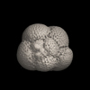 Foraminifera, Sphaeroidinellopsis kochi Caudri, 1934