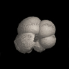 Foraminifera, Hastigerina pelagica （d'Orbigny, 1839）