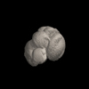 Foraminifera, Dentoglobigerina altispira Cushman and Jarvis, 1936