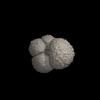 Foraminifera, Globigerina praebulloides Blow, 1959