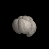 Foraminifera, Neogloboquadrina conglomerata (Schwager, 1866)