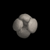 Foraminifera, Neogloboquadrina conglomerata (Schwager, 1866)
