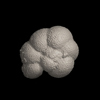 Foraminifera, Paragloborotalia siakensis （LeRoy, 1939）