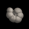 Foraminifera, Paragloborotalia siakensis （LeRoy, 1939）