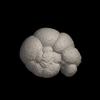 Foraminifera, Neogloboquadrina humerosa (Takayanagi and Saito, 1962)