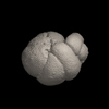 Foraminifera, Neogloboquadrina humerosa (Takayanagi and Saito, 1962)
