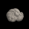 Foraminifera, Paragloborotalia mayeri (Cushman and Ellisor, 1939)