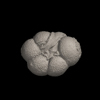 Foraminifera, Neogloboquadrina acostaensis (Blow, 1959)