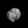 Foraminifera, Globoquadrina dehiscens （Chapman, Parr and Collins, 1934）