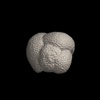 Foraminifera, Globoquadrina dehiscens （Chapman, Parr and Collins, 1934）