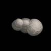 Foraminifera, Globorotaloides hexagona (Natland, 1938)