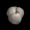 Foraminifera, Globoquadrina rohri (Bolli, 1957)
