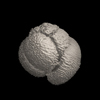 Foraminifera, Globigerinoides conglobatus (Brady, 1879)