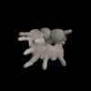 Foraminifera, Globigerinoides fistulosus (Schubert, 1910)