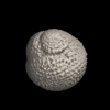 Foraminifera, Praeorbulina curva (Blow, 1956）