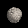 Foraminifera, Praeorbulina curva (Blow, 1956）
