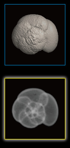 Foraminifera, Hirsutella scitula