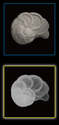 Foraminifera, Globorotalia flexuosa